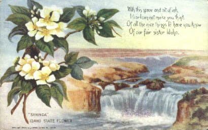 Državni cvijet, razglednica Idaho