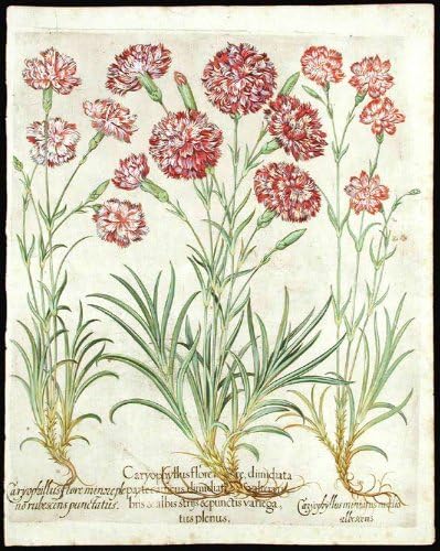 [Roze od cvjećar] Caryophyllus flore maiore dimidiata parte carnus dimidiate alterarubris & albis striis & punctis variegatus plenus;