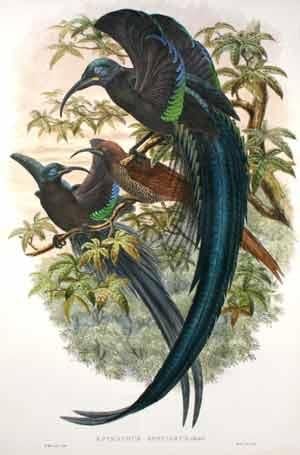 Amb - velika Rajska ptica srpastih kljuna