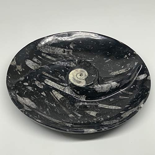 Watangems 2566g, 11,5 ručno izrađene prirodne okrugle crne fosile ortocera amonitni prsten posuđe dobro napravljeno jedinstveni dragulj